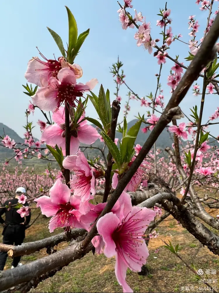三月恭城赏桃花